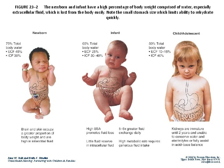 FIGURE 23– 2 The newborn and infant have a high percentage of body weight