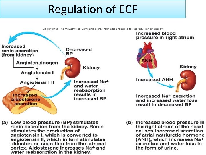 Regulation of ECF 19 