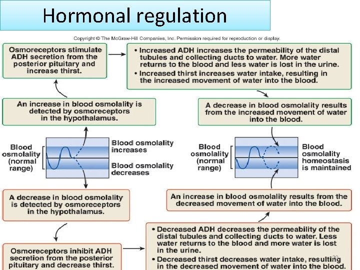 Hormonal regulation 20 