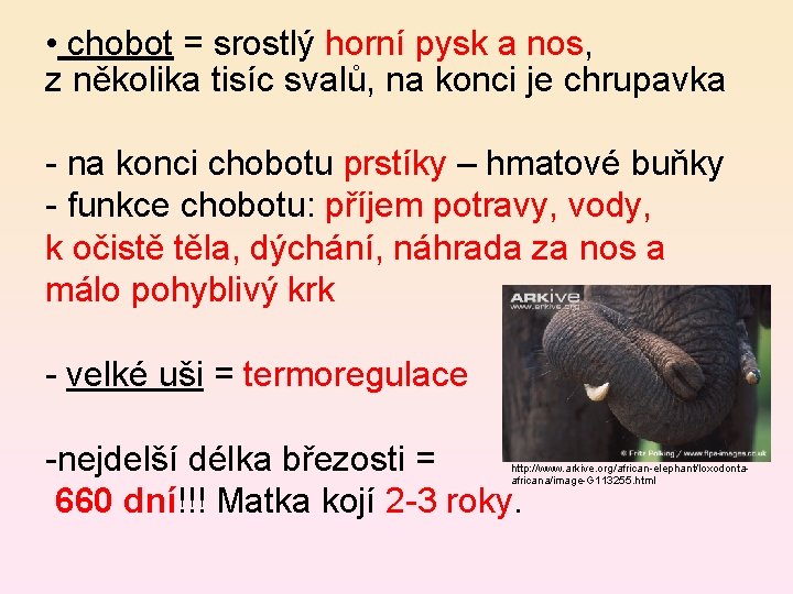  • chobot = srostlý horní pysk a nos, z několika tisíc svalů, na