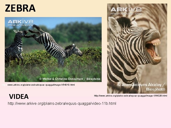 ZEBRA http: //www. arkive. org/plains-zebra/equus-quagga/image-G 54310. html VIDEA http: //www. arkive. org/plains-zebra/equus-quagga/image-G 54326. html