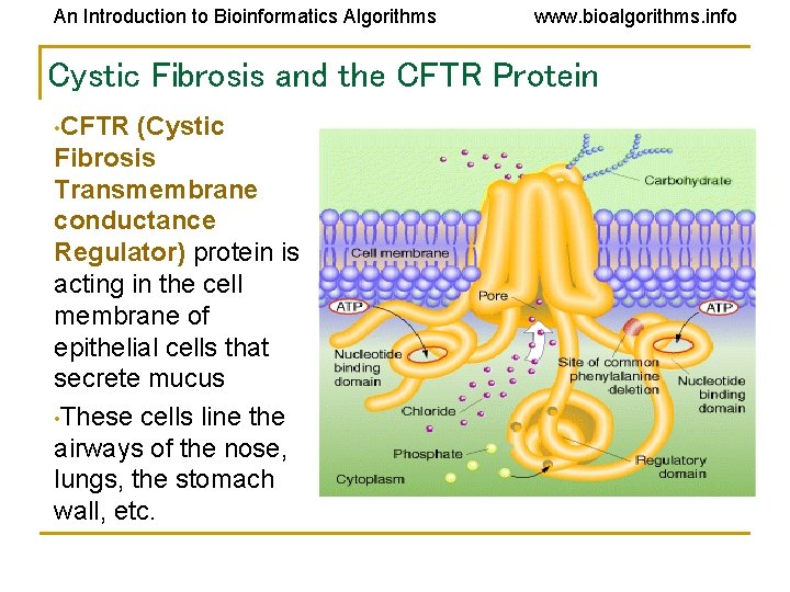 An Introduction to Bioinformatics Algorithms www. bioalgorithms. info Cystic Fibrosis and the CFTR Protein An Introduction to Bioinformatics Algorithms www. bioalgorithms. info Cystic Fibrosis and the CFTR Protein