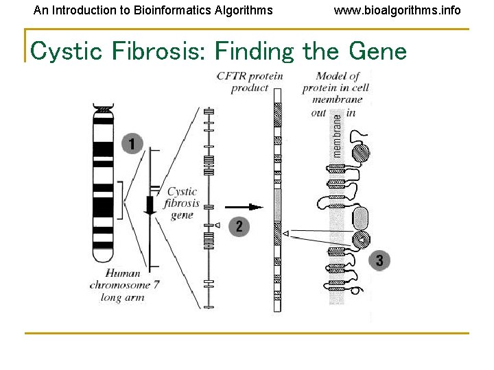 An Introduction to Bioinformatics Algorithms www. bioalgorithms. info Cystic Fibrosis: Finding the Gene An Introduction to Bioinformatics Algorithms www. bioalgorithms. info Cystic Fibrosis: Finding the Gene