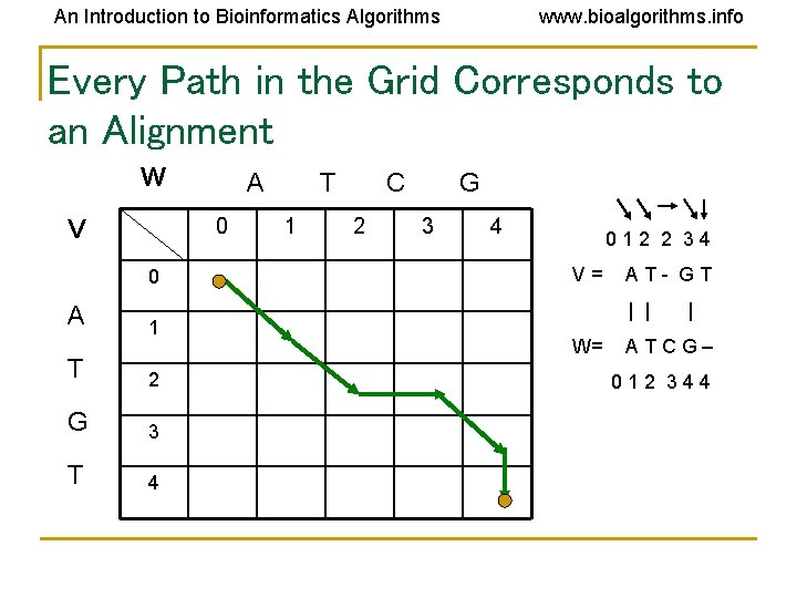 An Introduction to Bioinformatics Algorithms www. bioalgorithms. info Every Path in the Grid Corresponds An Introduction to Bioinformatics Algorithms www. bioalgorithms. info Every Path in the Grid Corresponds