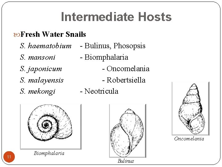 Intermediate Hosts Fresh Water Snails S. haematobium S. mansoni S. japonicum S. malayensis S.
