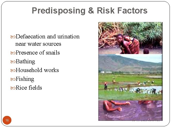 Predisposing & Risk Factors Defaecation and urination near water sources Presence of snails Bathing