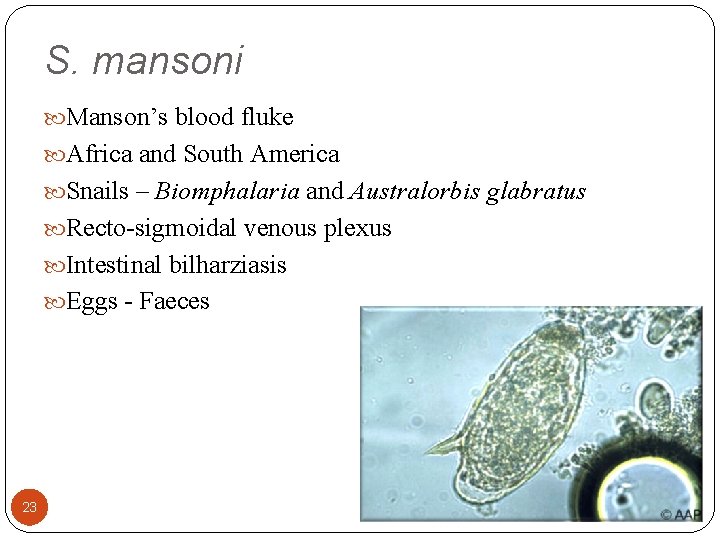 S. mansoni Manson’s blood fluke Africa and South America Snails – Biomphalaria and Australorbis