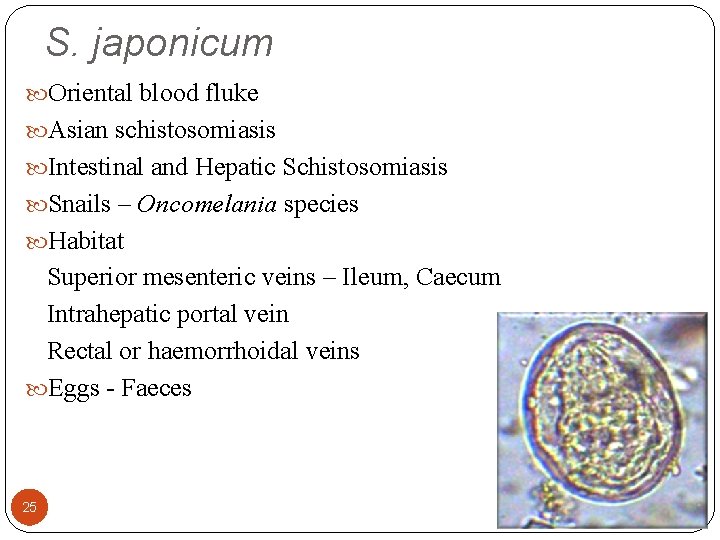 S. japonicum Oriental blood fluke Asian schistosomiasis Intestinal and Hepatic Schistosomiasis Snails – Oncomelania