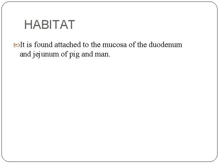 HABITAT It is found attached to the mucosa of the duodenum and jejunum of