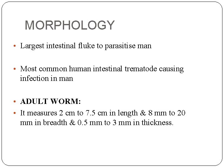 MORPHOLOGY • Largest intestinal fluke to parasitise man • Most common human intestinal trematode