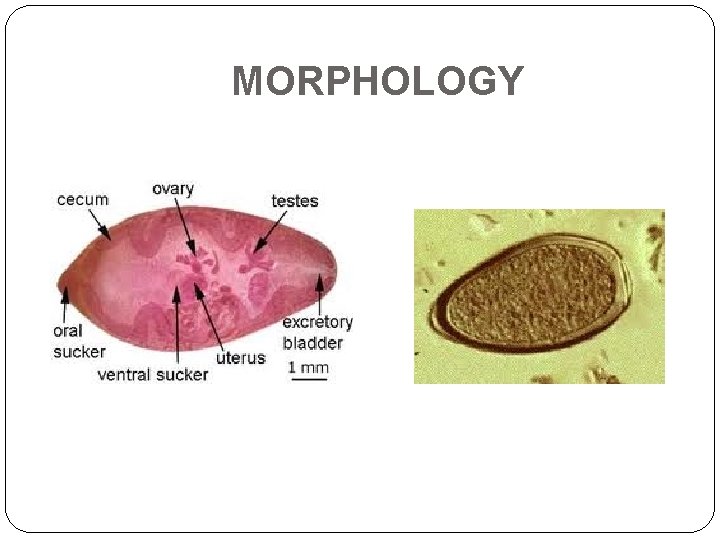 MORPHOLOGY 