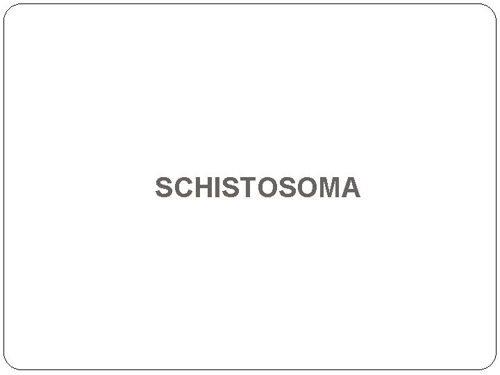 SCHISTOSOMA 