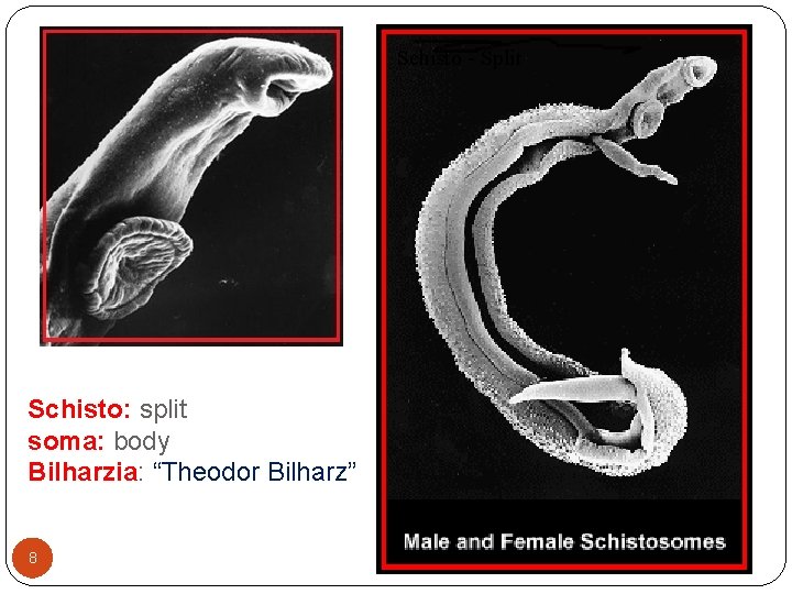 Schisto - Split Schisto: split soma: body Bilharzia: “Theodor Bilharz” 8 03 -10 -2020