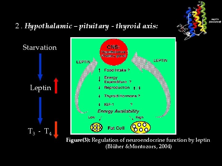 2. Hypothalamic – pituitary - thyroid axis: Starvation Leptin T 3 - T 4