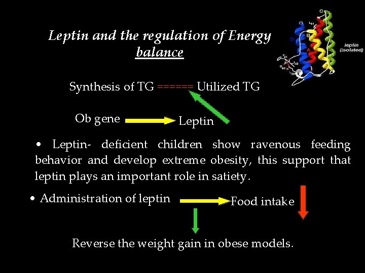 Leptin and the regulation of Energy balance Synthesis of TG ====== Utilized TG Ob
