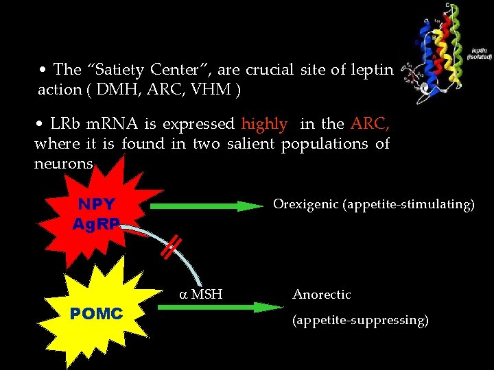  • The “Satiety Center”, are crucial site of leptin action ( DMH, ARC,