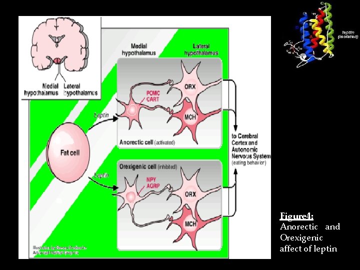 Figure 4: Anorectic and Orexigenic affect of leptin 