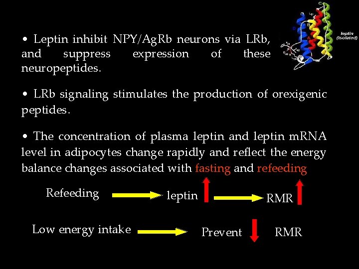  • Leptin inhibit NPY/Ag. Rb neurons via LRb, and suppress expression of these