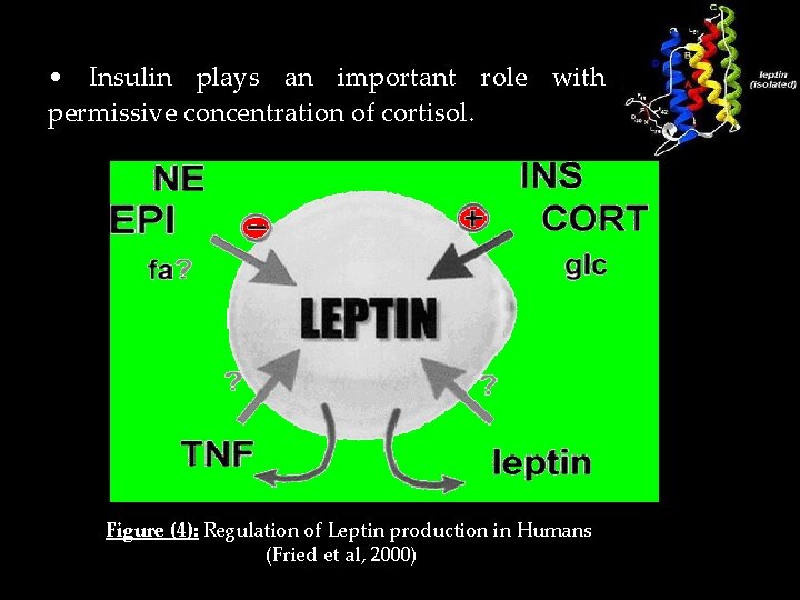  • Insulin plays an important role with permissive concentration of cortisol. Figure (4):
