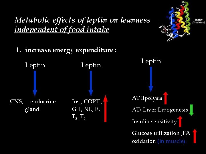 Metabolic effects of leptin on leanness independent of food intake 1. increase energy expenditure