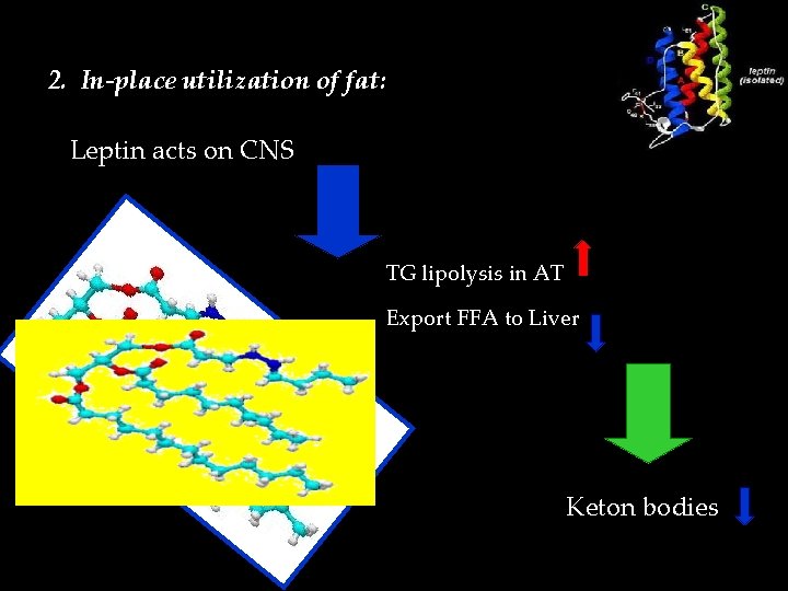 2. In-place utilization of fat: Leptin acts on CNS TG lipolysis in AT Export