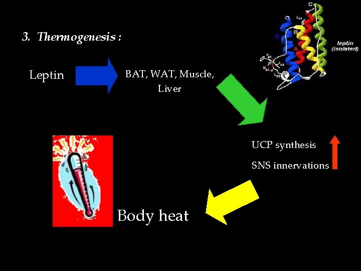 3. Thermogenesis : Leptin BAT, WAT, Muscle, Liver UCP synthesis SNS innervations Body heat