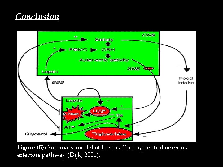 Conclusion Figure (5): Summary model of leptin affecting central nervous effectors pathway (Dijk, 2001).