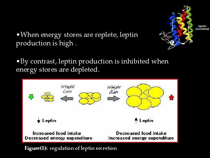  • When energy stores are replete, leptin production is high. • By contrast,