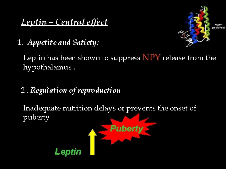 Leptin – Central effect 1. Appetite and Satiety: Leptin has been shown to suppress