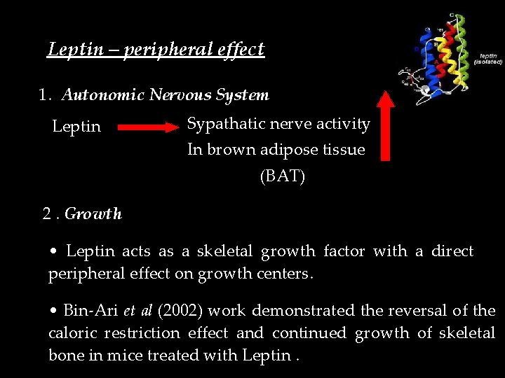 Leptin – peripheral effect 1. Autonomic Nervous System Leptin Sypathatic nerve activity In brown
