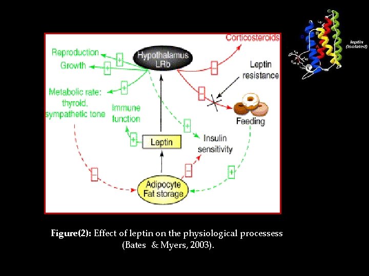 Figure(2): Effect of leptin on the physiological processess (Bates & Myers, 2003). 