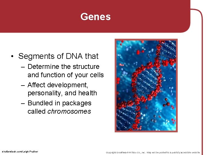 Genes • Segments of DNA that – Determine the structure and function of your