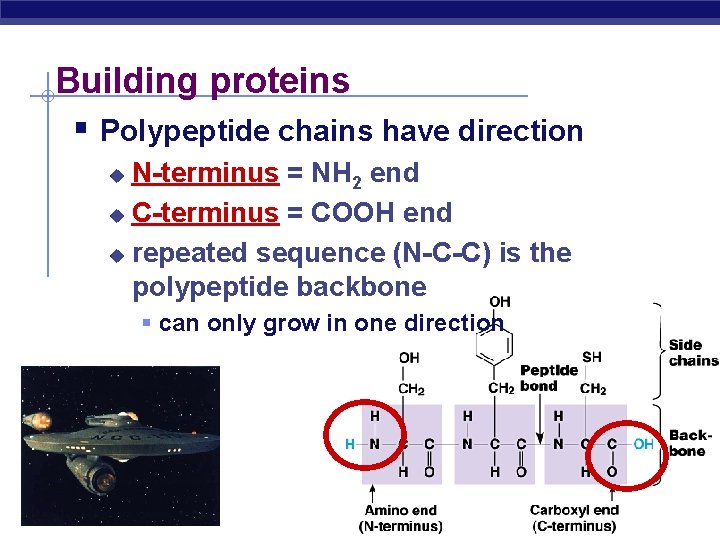 Building proteins Polypeptide chains have direction N-terminus = NH 2 end u C-terminus =