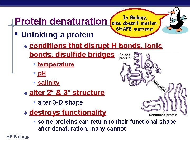 Protein denaturation Unfolding a protein u In Biology, size doesn’t matter, SHAPE matters! conditions