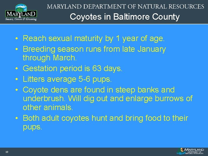 Coyotes in Baltimore County • Reach sexual maturity by 1 year of age. •