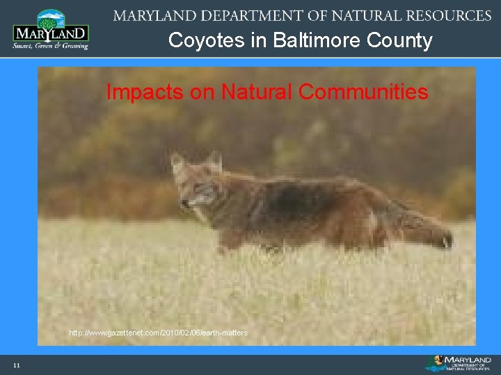 Coyotes in Baltimore County Impacts on Natural Communities http: //www. gazettenet. com/2010/02/06/earth-matters 11 