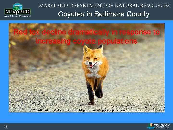 Coyotes in Baltimore County Red fox decline dramatically in response to increasing coyote populations