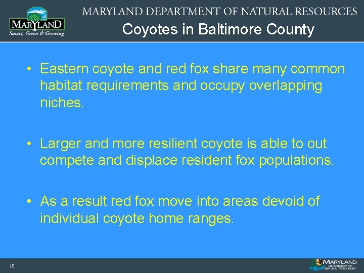 Coyotes in Baltimore County • Eastern coyote and red fox share many common habitat