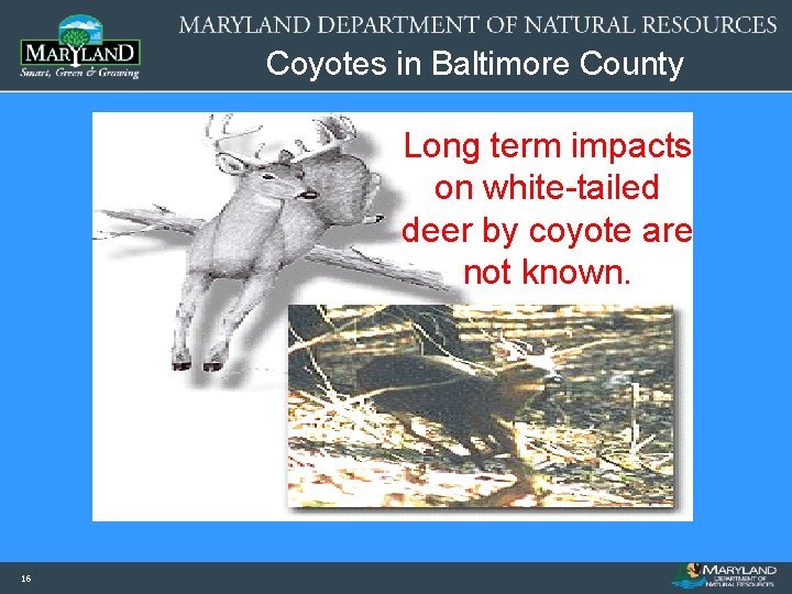 Coyotes in Baltimore County Long term impacts on white-tailed deer by coyote are not