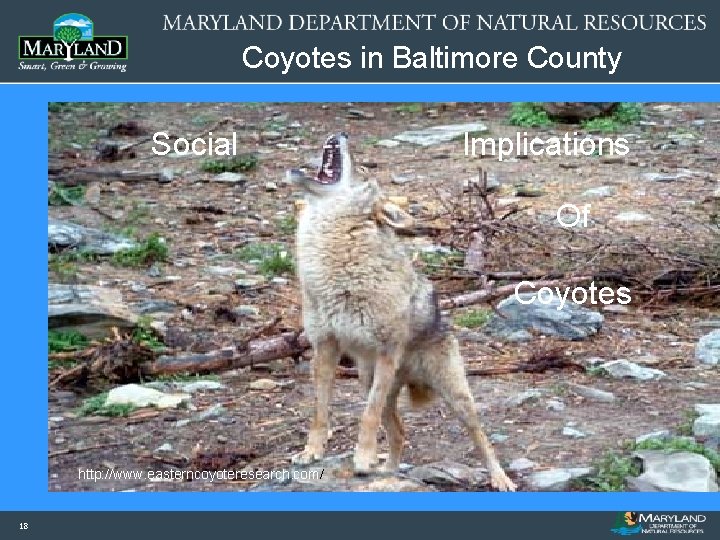 Coyotes in Baltimore County Social Implications Of Coyotes http: //www. easterncoyoteresearch. com/ 18 