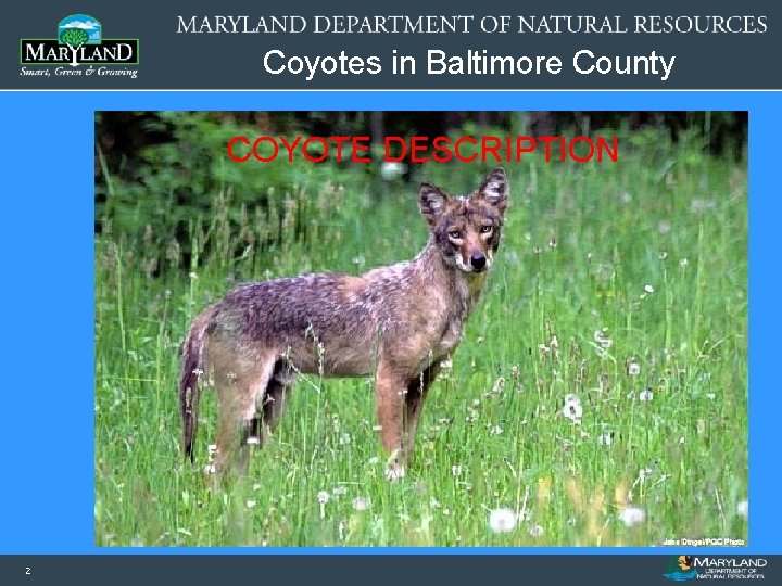 Coyotes in Baltimore County COYOTE DESCRIPTION 2 