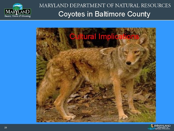 Coyotes in Baltimore County Cultural Implications 20 