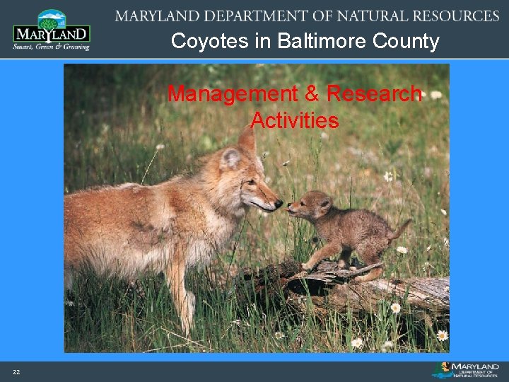 Coyotes in Baltimore County Management & Research Activities 22 