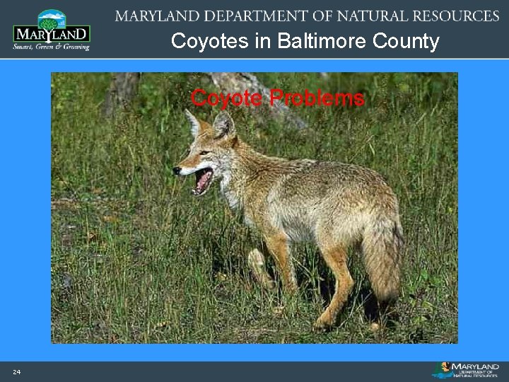 Coyotes in Baltimore County Coyote Problems 24 