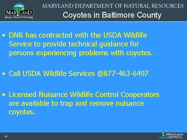 Coyotes in Baltimore County • DNR has contracted with the USDA Wildlife Service to