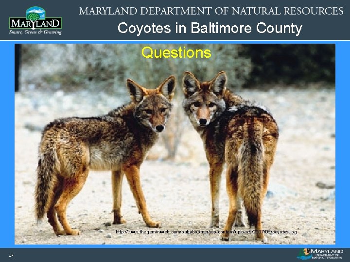 Coyotes in Baltimore County Questions http: //www. thegeminiweb. com/babyboomer/wp-content/uploads/2007/06/coyotes. jpg 27 