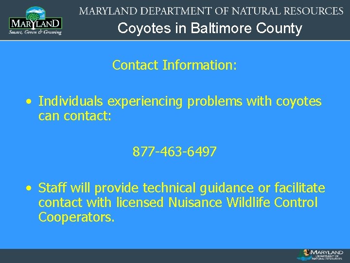 Coyotes in Baltimore County Contact Information: • Individuals experiencing problems with coyotes can contact: