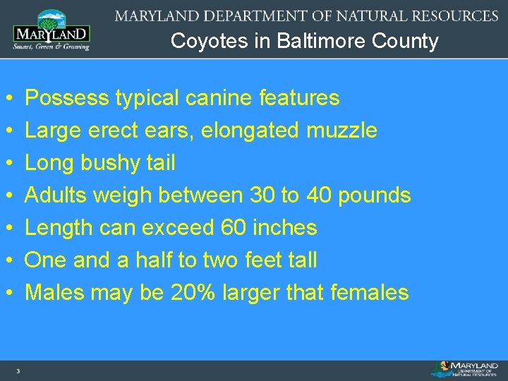 Coyotes in Baltimore County • • Possess typical canine features Large erect ears, elongated