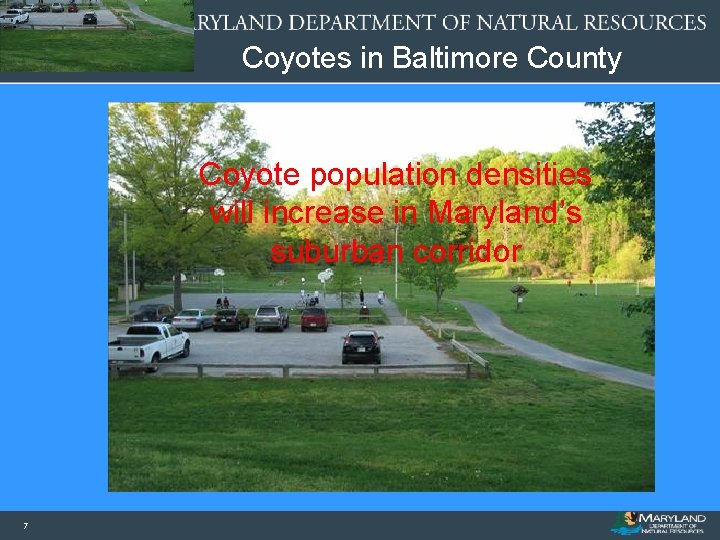 Coyotes in Baltimore County Coyote population densities will increase in Maryland’s suburban corridor 7