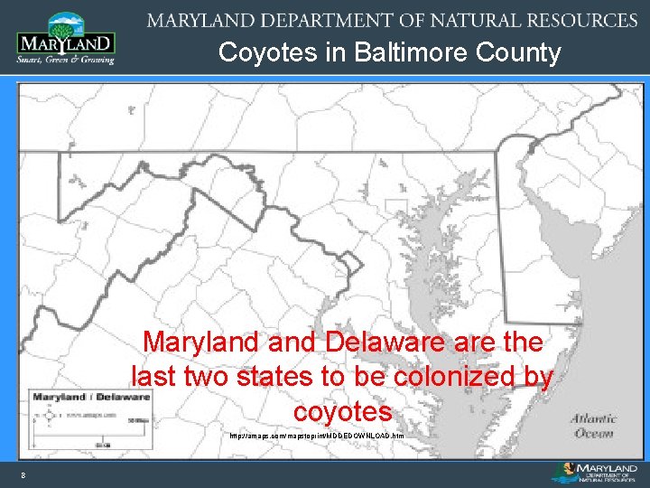 Coyotes in Baltimore County Maryland Delaware the last two states to be colonized by